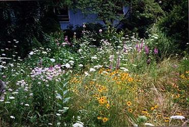 Vegetated Buffer