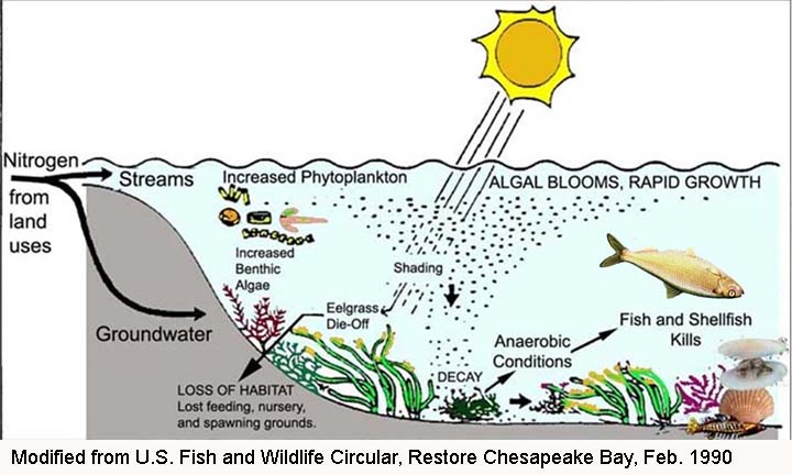 Generalized coastal embayment response to nitrogen loading