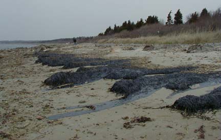 beach wrack