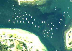 Mooring chain scars in outer West Falmouth Harbor in June 2001