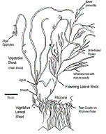 Diagram of eelgrass (Zostera marina L.).
