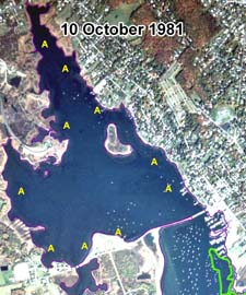 Apparent eelgrass cover on a 10 October 1981. 