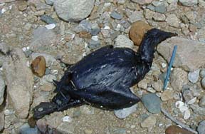 Dead Cormorant, Bird toll from Bouchard 120 Oil Spill in Buzzards Bay
