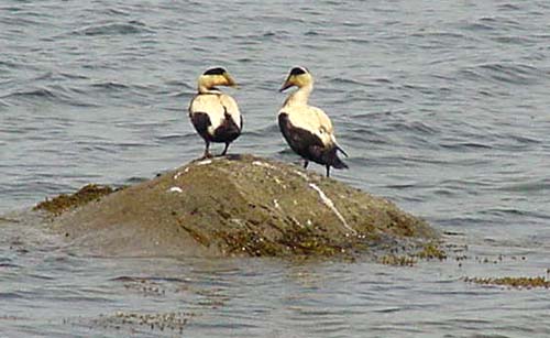 Male eiders on rocks in Dartmouth, May 4, 2003.