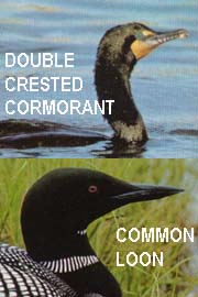 Loons, cormorants and other species affected by the oil spill.