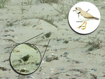 piping plover photo