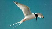 Picture of a roseate tern.