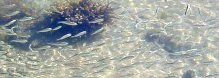Juvenile herring in Buzzards Bay