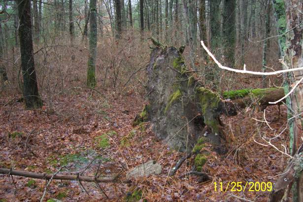 Blowdown due to shallow root system.