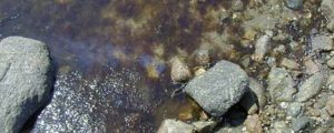 Sheen in a tidal pool caused by a tarball from the Bouchard oil spill.