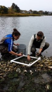 Oyster population counts in West Falmouth Harbor during the spring of 2016.