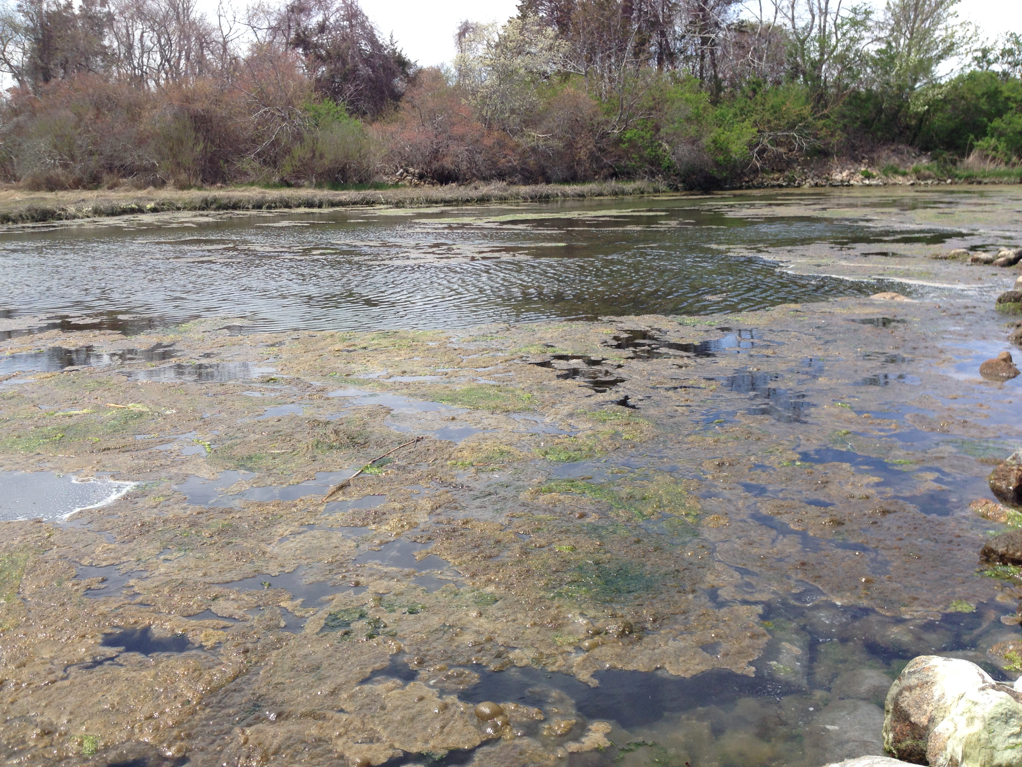 Allens Pond Algae at Motha 2 – Buzzards Bay National Estuary Program