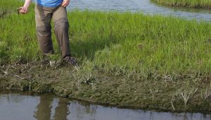 Tidal bank defining the low marsh boundary. Note that while the vegetation terminates at an approximate elevation, shoots may grow to lower elevation during the course of a growing season if recovering from harsh winter conditions or other disturbances.