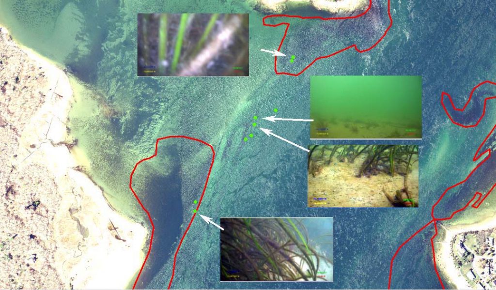 Aerial photograph of eelgrass beds near the entrance of the canal with benthic imagery superimposed.
