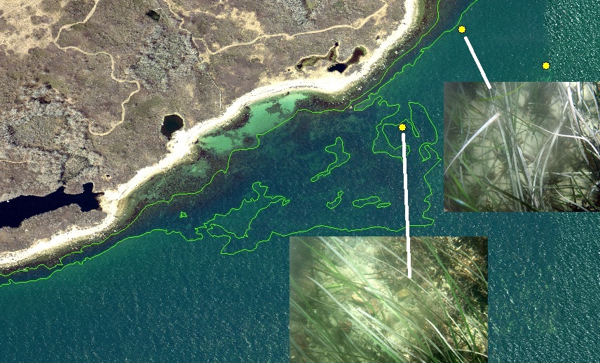 Eelgrass habitat (green boundary) off Nonamesset Island, Gosnold, MA, in Vineyard Sound.